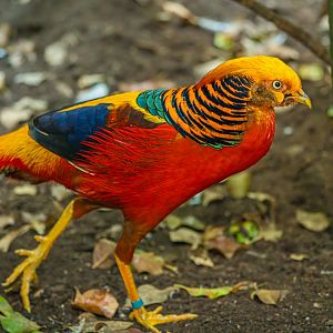 Male Golden Pheasant