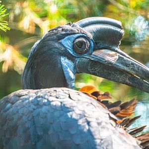 Abyssinian Ground Hornbill