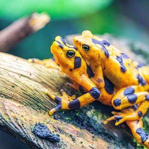 Panamanian Golden Frogs