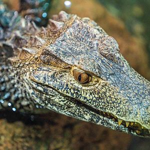Cuvier's Dwarf Caiman