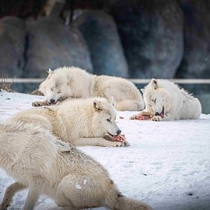 Arctic Wolves