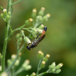 Red-banded sand wasp (Ammophila sabulosa)