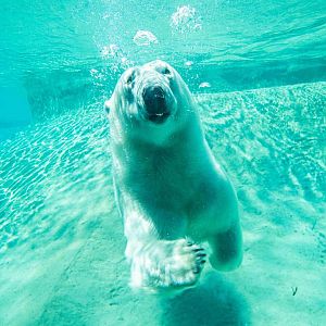 Juno the female Polar Bear