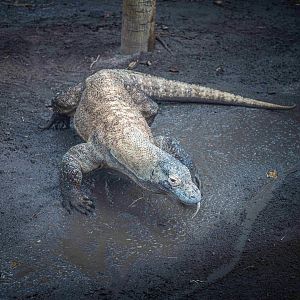 Kilat the male Komodo Dragon