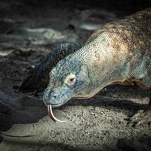 Kilat the male Komodo Dragon
