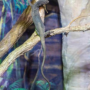 Frickles the male Black Tree Monitor