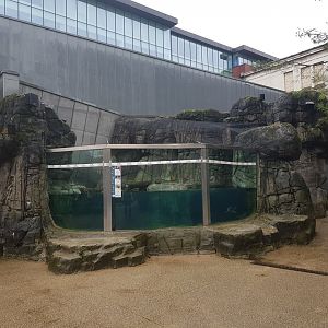Old sea otter exhibit Antwerp zoo turned sea duck and sturgeon enclosure.