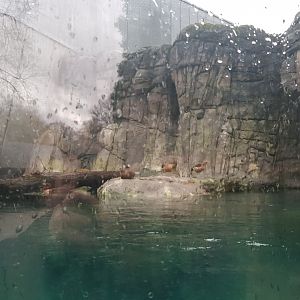 Old sea otter exhibit Antwerp zoo turned sea duck and sturgeon enclosure.