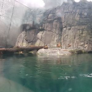 Old sea otter exhibit Antwerp zoo turned sea duck and sturgeon enclosure.