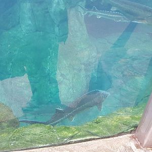Antwerp zoo sea duck and sturgeon enclosure.