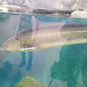 Antwerp zoo sea duck and sturgeon enclosure.