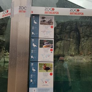 Antwerp zoo sea duck and sturgeon enclosure.