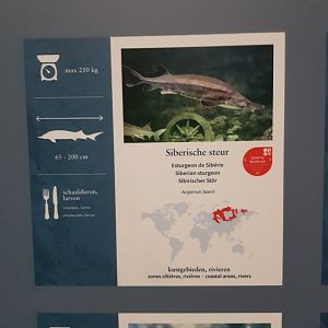 Antwerp zoo sea duck and sturgeon enclosure.