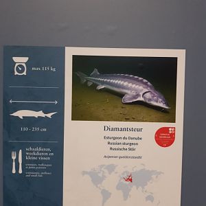 Antwerp zoo sea duck and sturgeon enclosure.