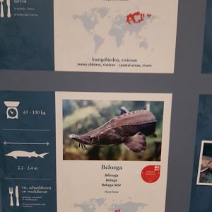 Antwerp zoo sea duck and sturgeon enclosure.