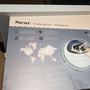 Antwerp zoo sea duck and sturgeon enclosure.