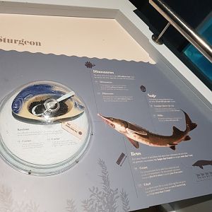 Antwerp zoo sea duck and sturgeon enclosure.