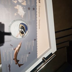 Antwerp zoo sea duck and sturgeon enclosure.