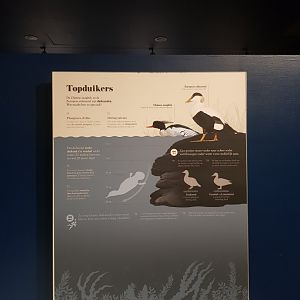 Antwerp zoo sea duck and sturgeon enclosure.