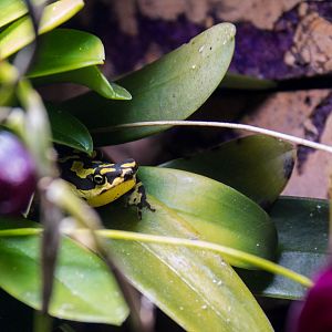 Hoogmoed's harlequin toad
