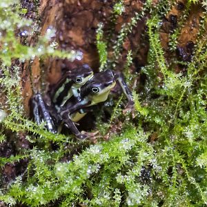 Elegant stubfoot toad