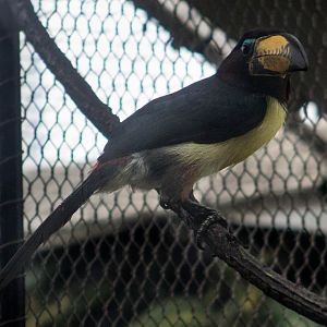 Lettered aracari
