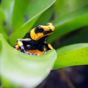 Lehmann's poison frog