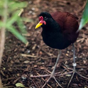 Wattled jacana