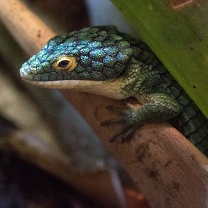 Mexican alligator lizard