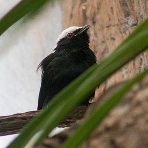 White-crowned manakin