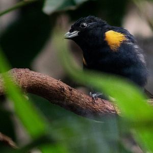 Golden-sided euphonia