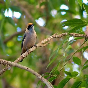 Burnished-buff tanager