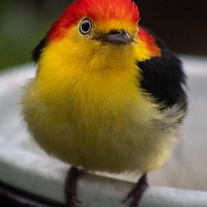 Wire-tailed manakin