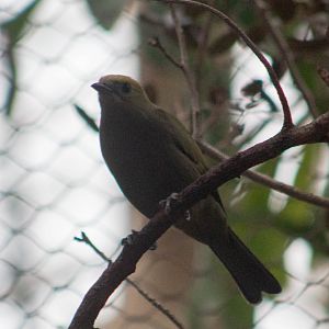 Palm tanager