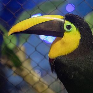 Black-mandibled toucan
