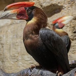Southenrn rufous hornbills