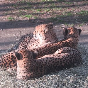 cheetahs