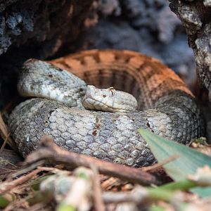 Dunn's hognose pit viper