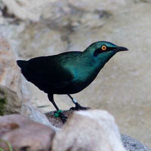 Lesser blue-eared glossy starling