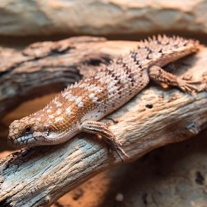 Southern pygmy spiny-tailed skink