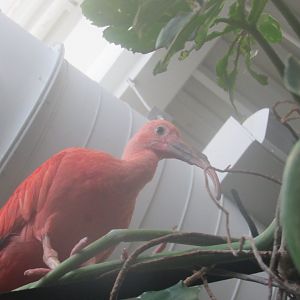 scarlet ibis