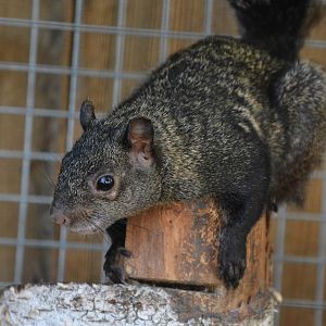 Yucatan squirrel (Sciurus yucatanensis)