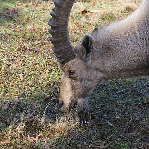 Nubian Ibex