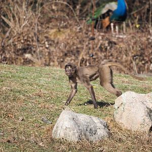 Young Geladas
