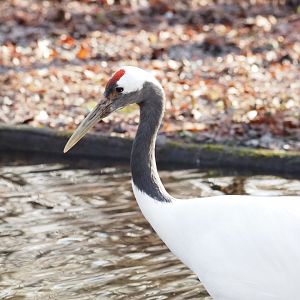 Red-Crowned Crane