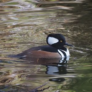 Hooded Merganser