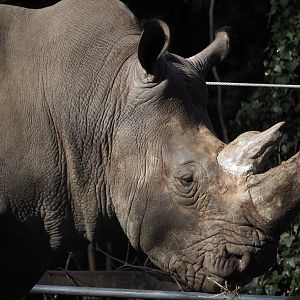 Southern White Rhinoceros