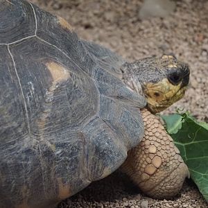 Radiated Tortoise