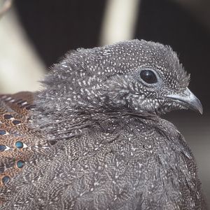 Mountain Peacock-Pheasant