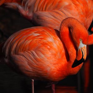 American Flamingo